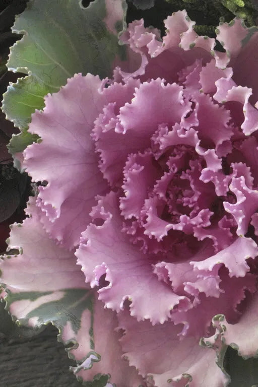Kale 'Crane Ruffle Rose' ©Clesen Wholesale