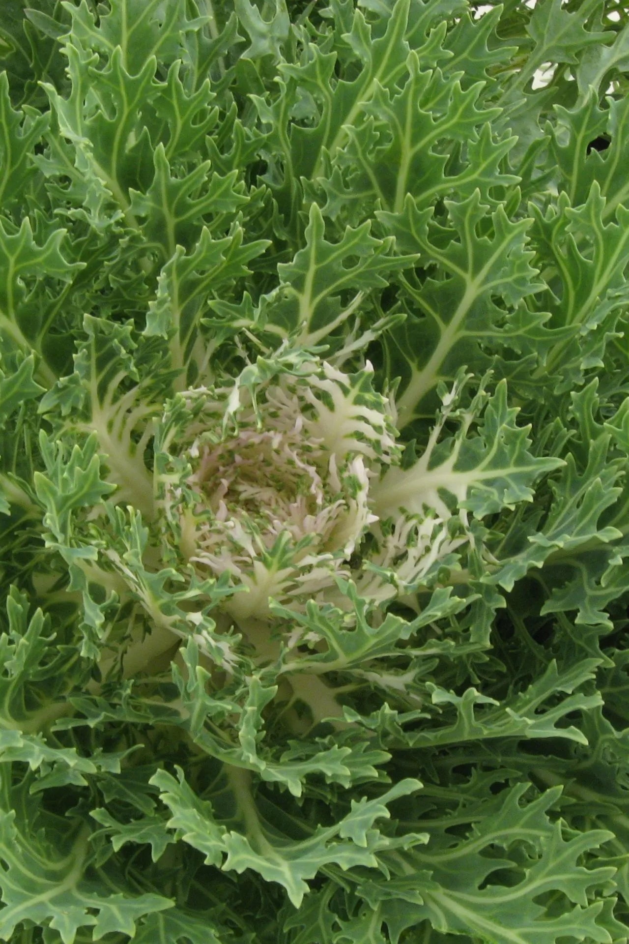Kale 'Peacock White' ©Clesen Wholesale