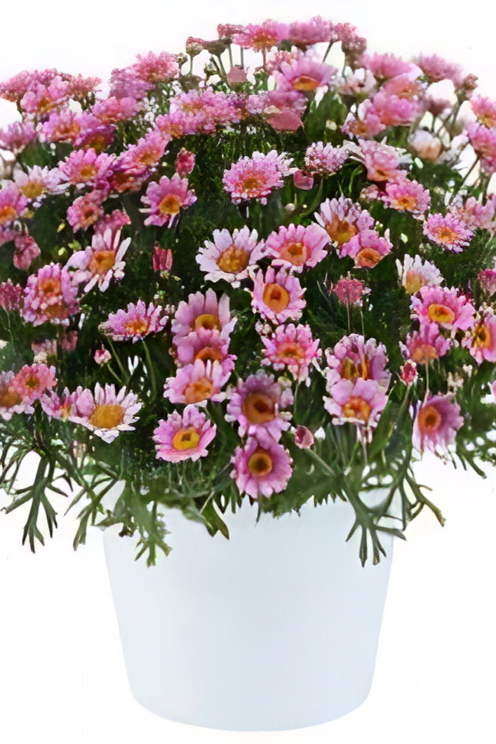 Argyranthemum 'Lolllies Marshmellow' in bloom and up close ©Clesen Wholesale