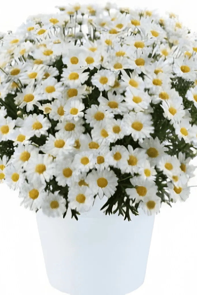 Argyranthemum 'Lolllies White Chocolate' in bloom and up close ©Clesen Wholesale