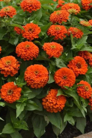 Zinnia 'Zesty Orange' in bloom and planted in mass ©Clesen Wholesale