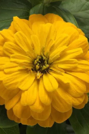 Zinnia 'Zesty Yellow' in bloom and up close ©Clesen Wholesale