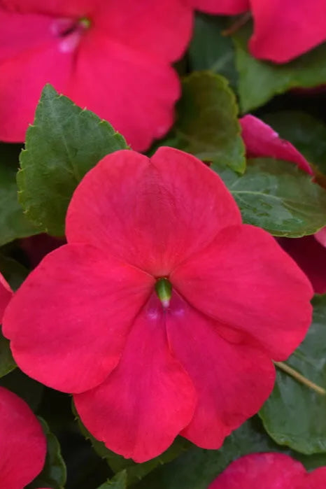 Impatiens walleriana 'Beacon Lipstick' flower with its hot pink petals up close ©Clesen Wholesale