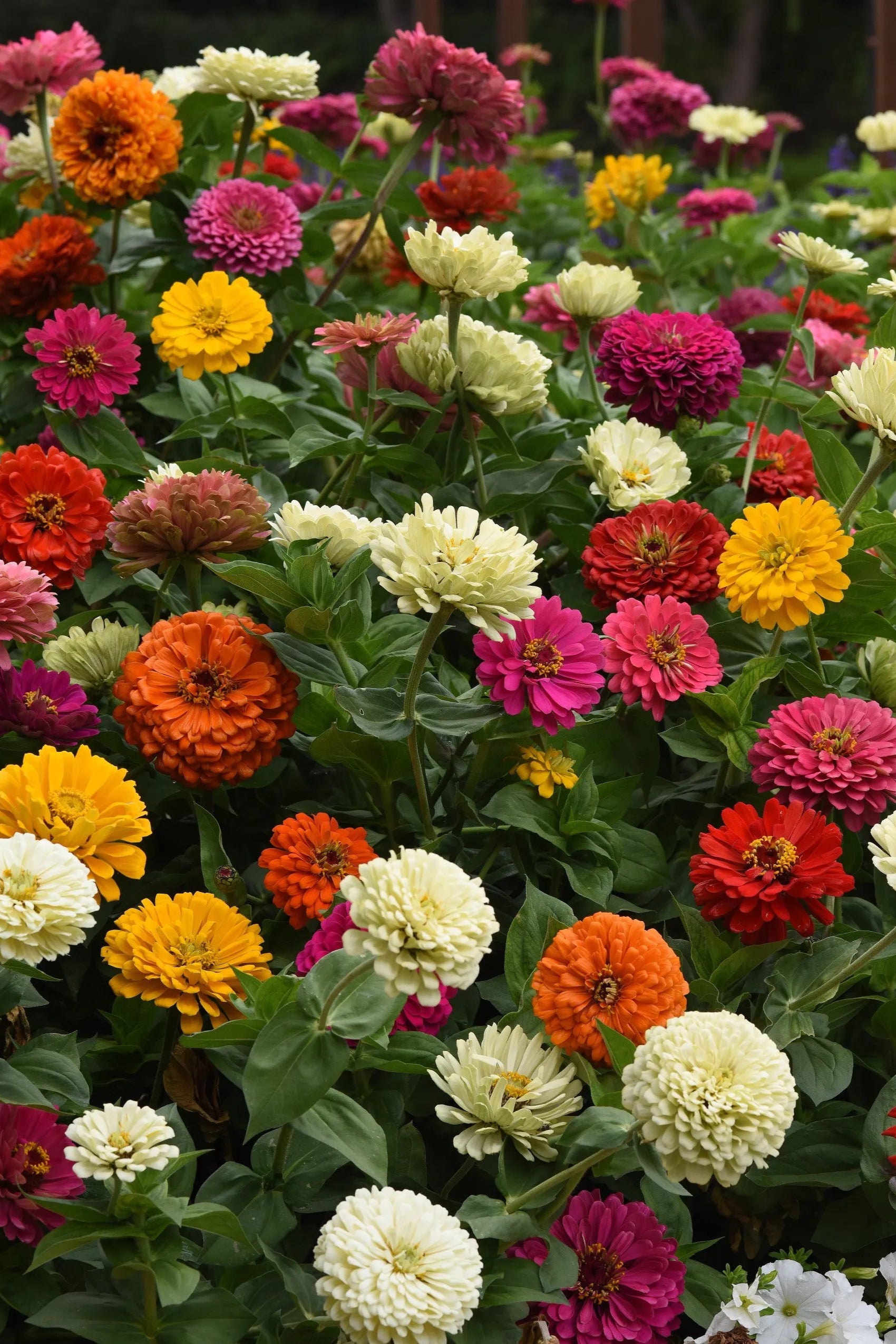 Zinnia 'State Fair Mix in bloom and planted in mass ©Clesen Wholesale