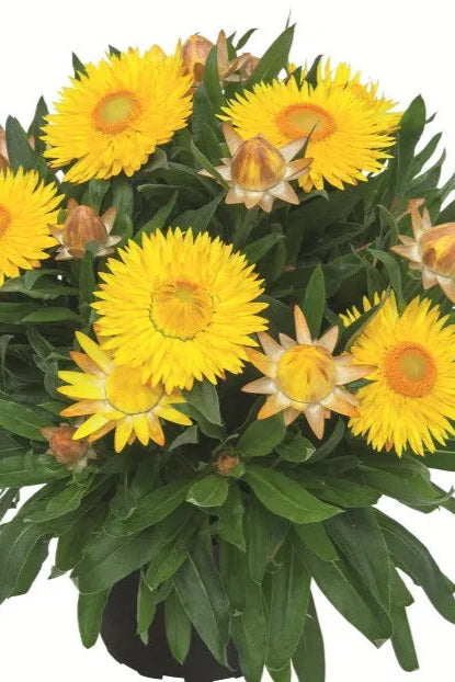 Bracteantha 'Sunbrero Yellow' blooms up close ©Clesen Wholesale