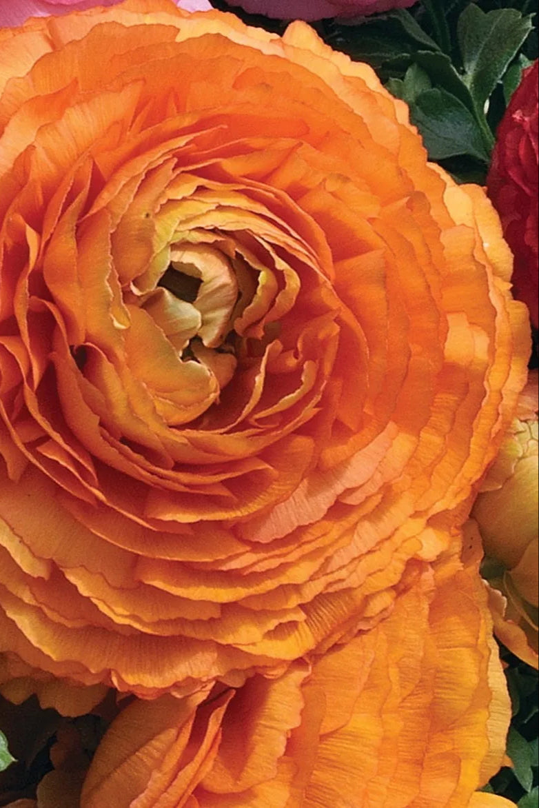 Ranunculus ' Orange' in bloom ©Clesen Wholesale
