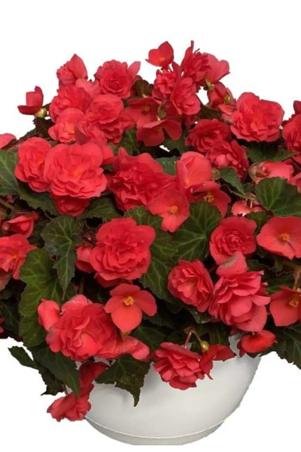 Begonia × hiemalis "Reiger"  'Bellissa Red' in bloom and showing the red flowers ©Clesen Wholesale