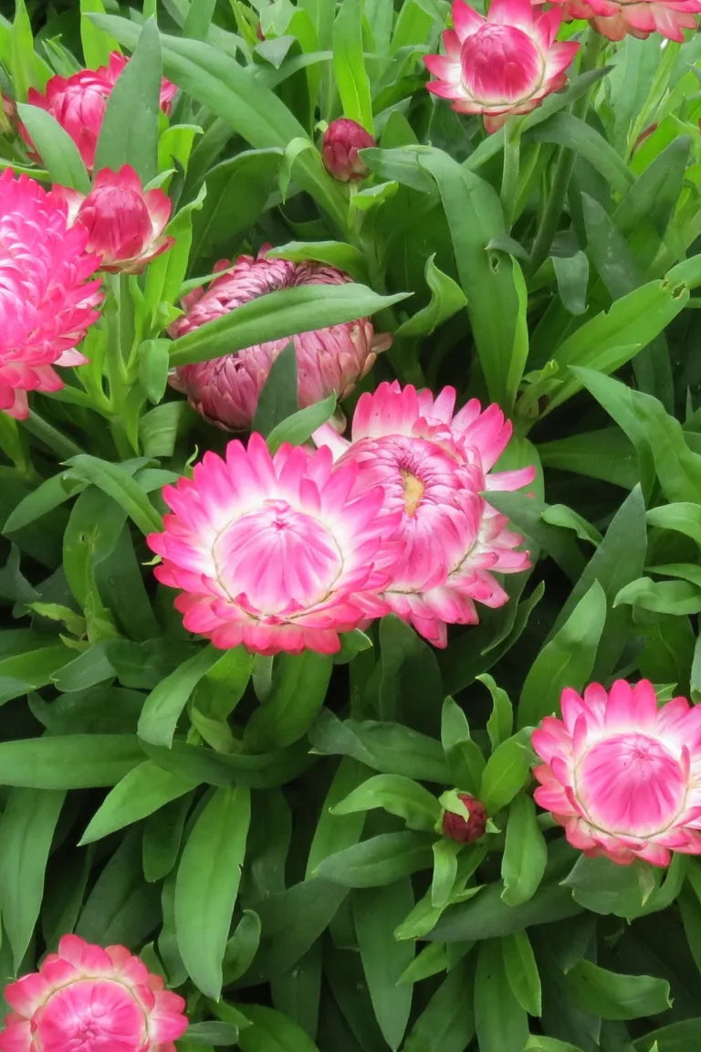 Bracteantha 'Granvia Pink' blooms up close ©Clesen Wholesale