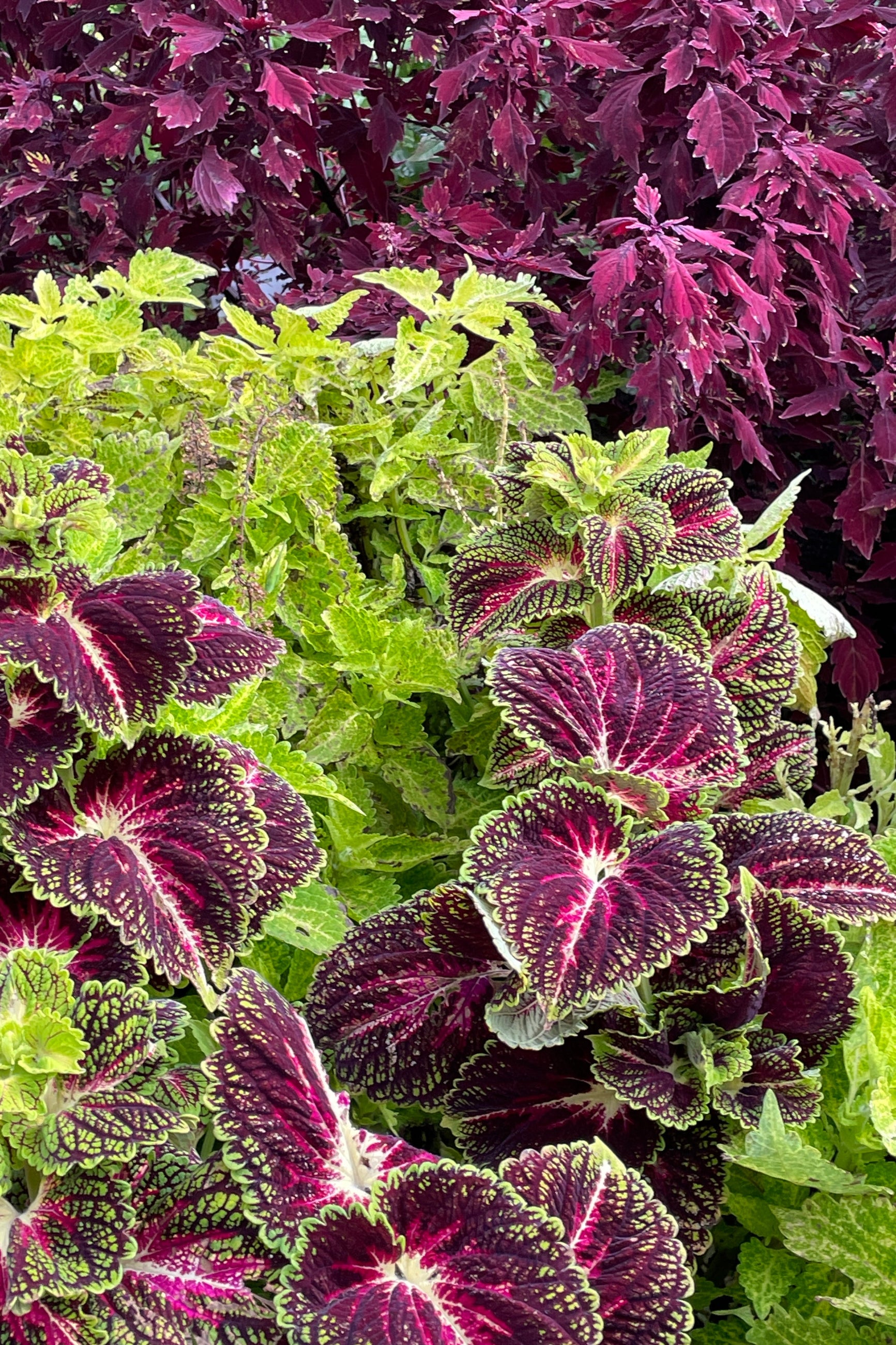 A group of various Coleus varieties up close,  in October   ©Sprout Home