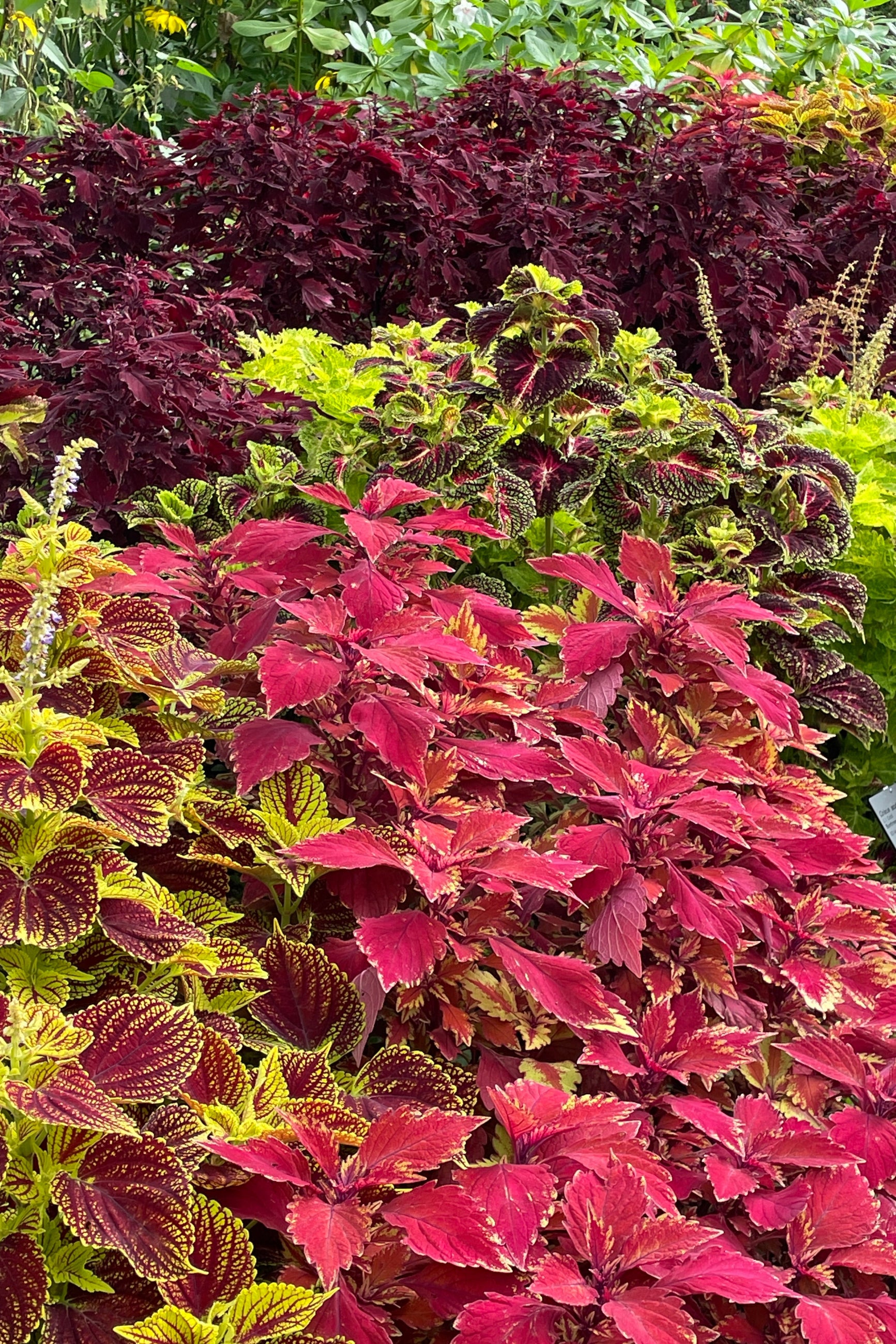 A group of various Coleus varieties in October   ©Sprout Home