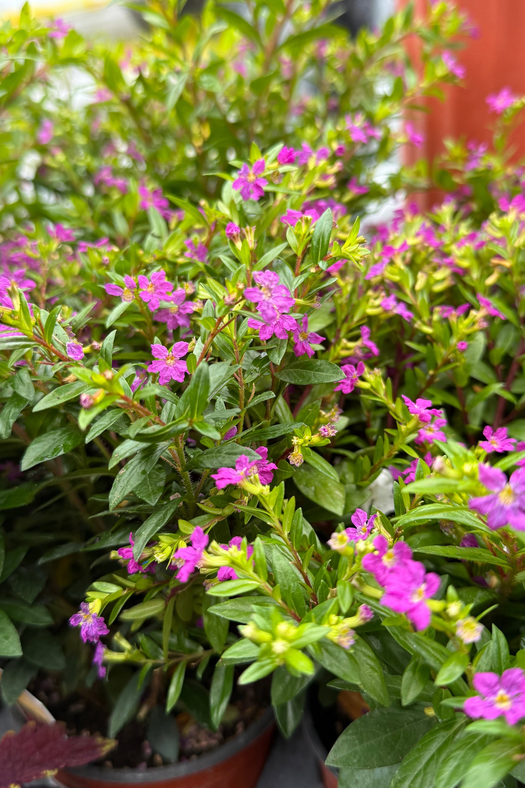 Cuphea 'Floriglory Diana' up close with its bright magenta flowers the beginning of May ©Sprout Home