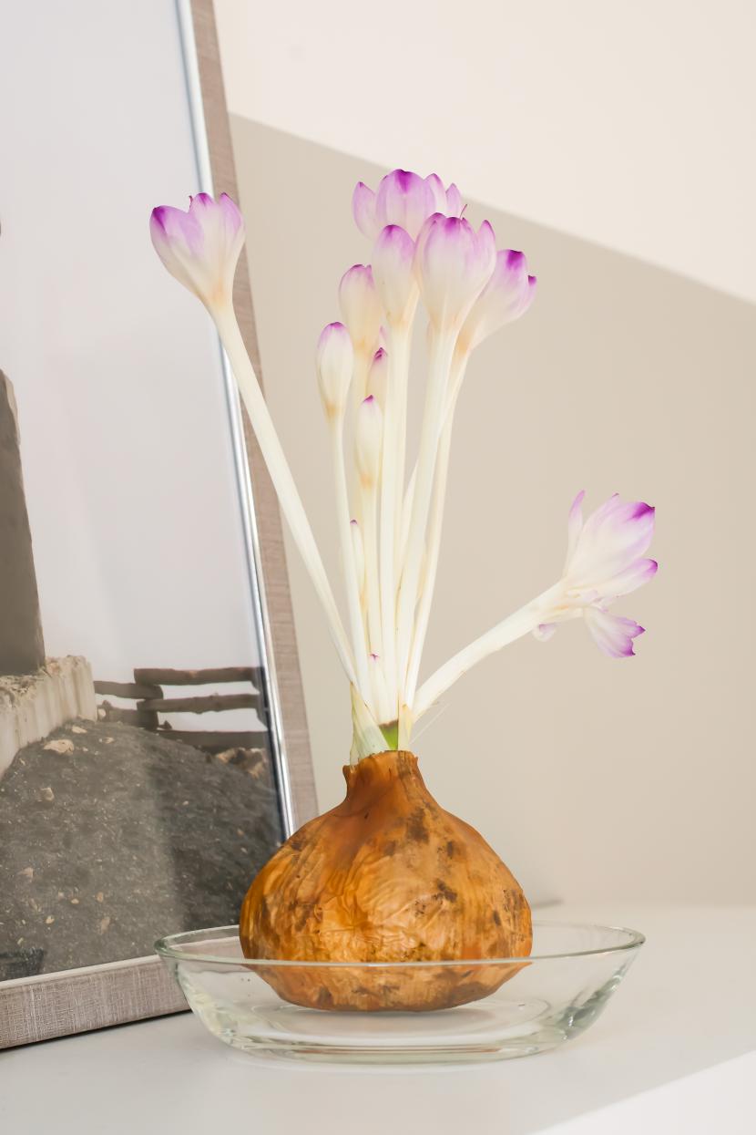 Colchicum 'The Giant' Bulb in bloom  sitting on a glass dish with purple and white on a light gray background ©De Vroomen