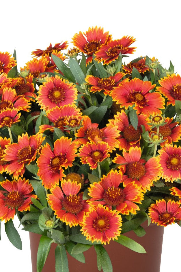 Gaillardia 'Spin Top Orange Halo Improved'  in bloom ©Dummen North America