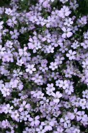 Gypsophila repens 'Rosea'  up close and blooming ©Hoffie Nursery