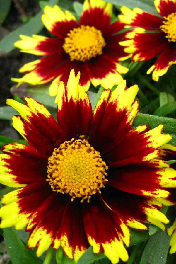 Coreopsis 'Big Bang Cosmic Eye' flowers up close ©Hoffie Nursery