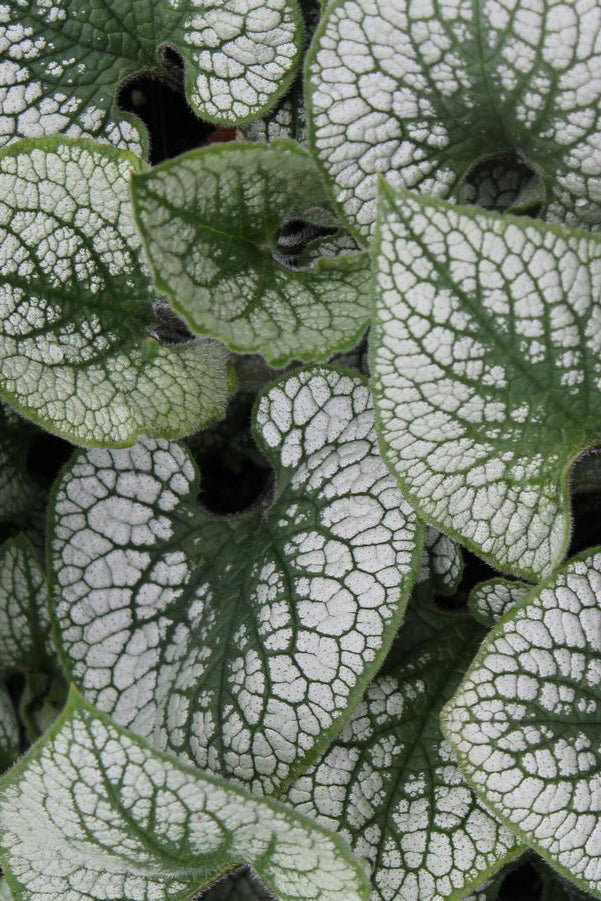 Brunnera 'Sea Heart' silver white and green variegated leaves  ©Hoffie Nursery