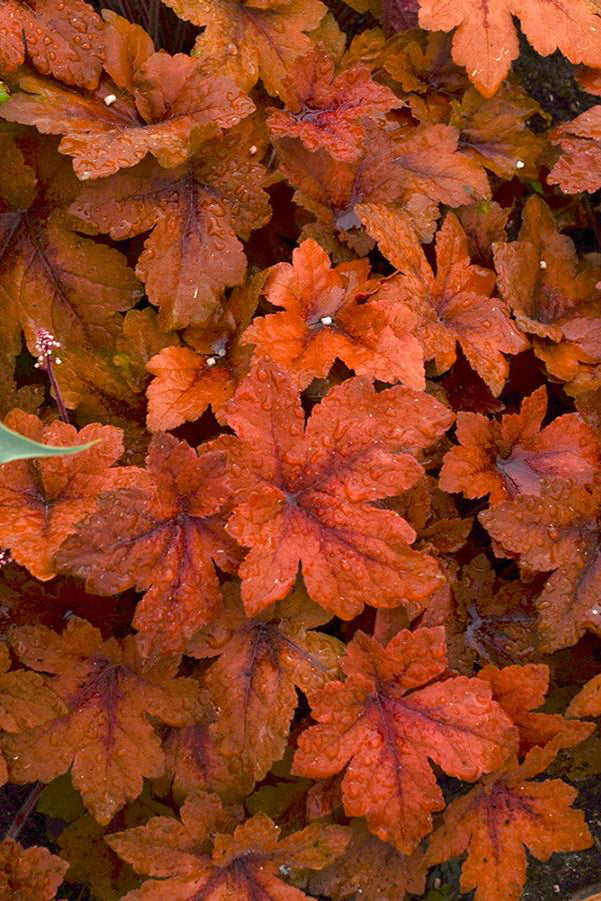 Heucherella 'Pumpkin Spice' up close ©Hoffie Nursery