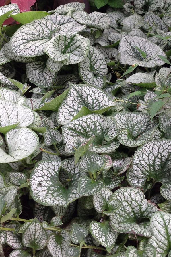 Brunnera 'Sea Heart' silver white and green variegated leaves  ©Hoffie Nursery