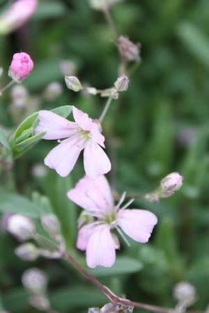 Gypsophila repens 'Rosea'  up close and blooming ©Hoffie Nursery