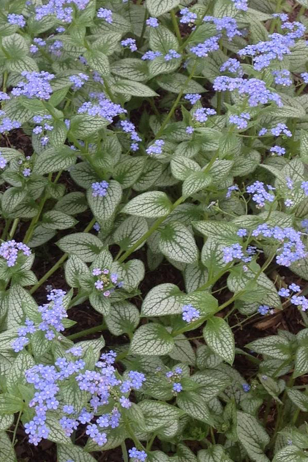 Brunnera 'Sea Heart' silver white and green variegated leaves and blue purple flowers ©Hoffie Nursery