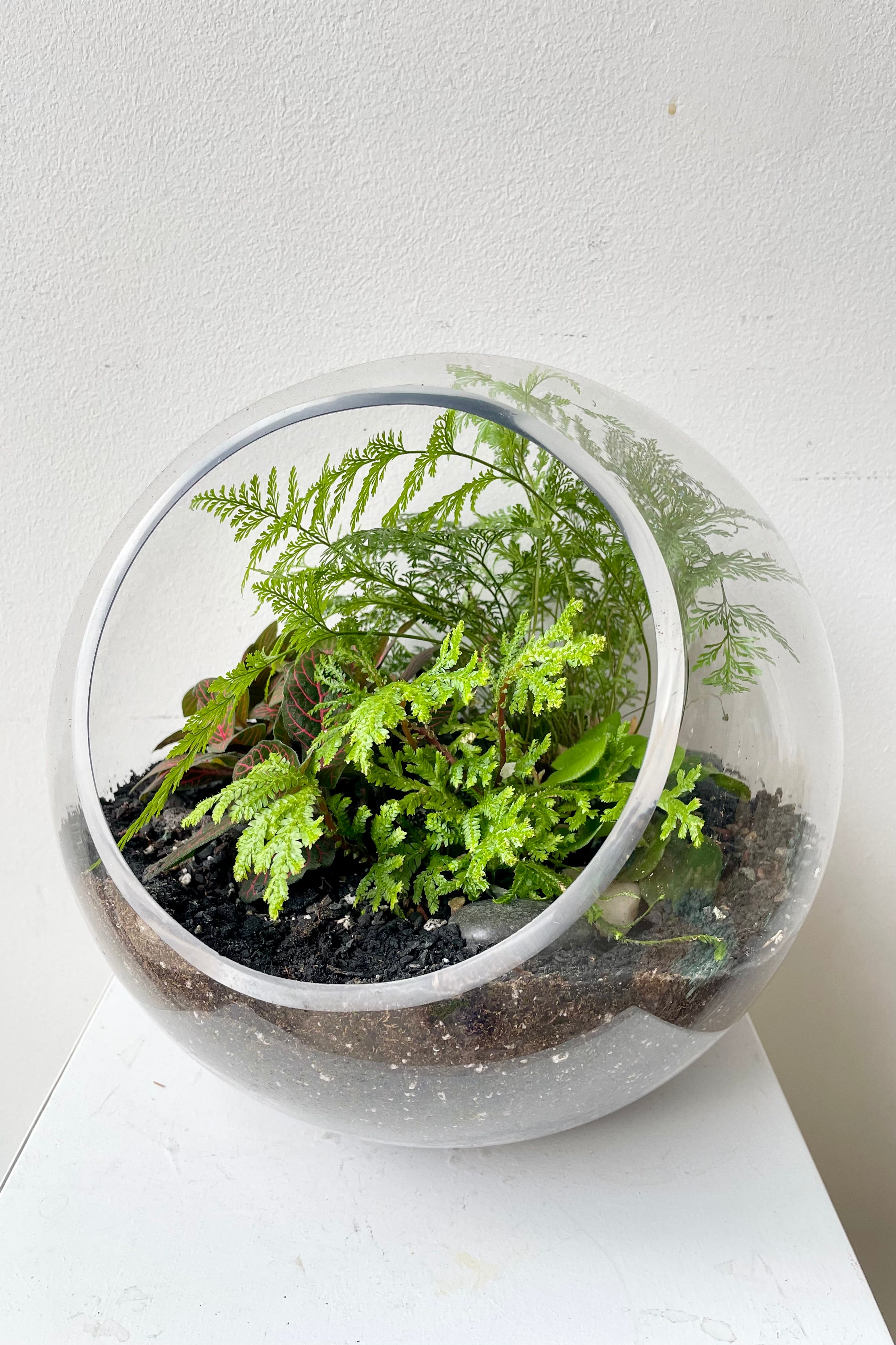 Hurricane terrarium created by Sprout-home with lush ferns and saliginella. #style_foliage