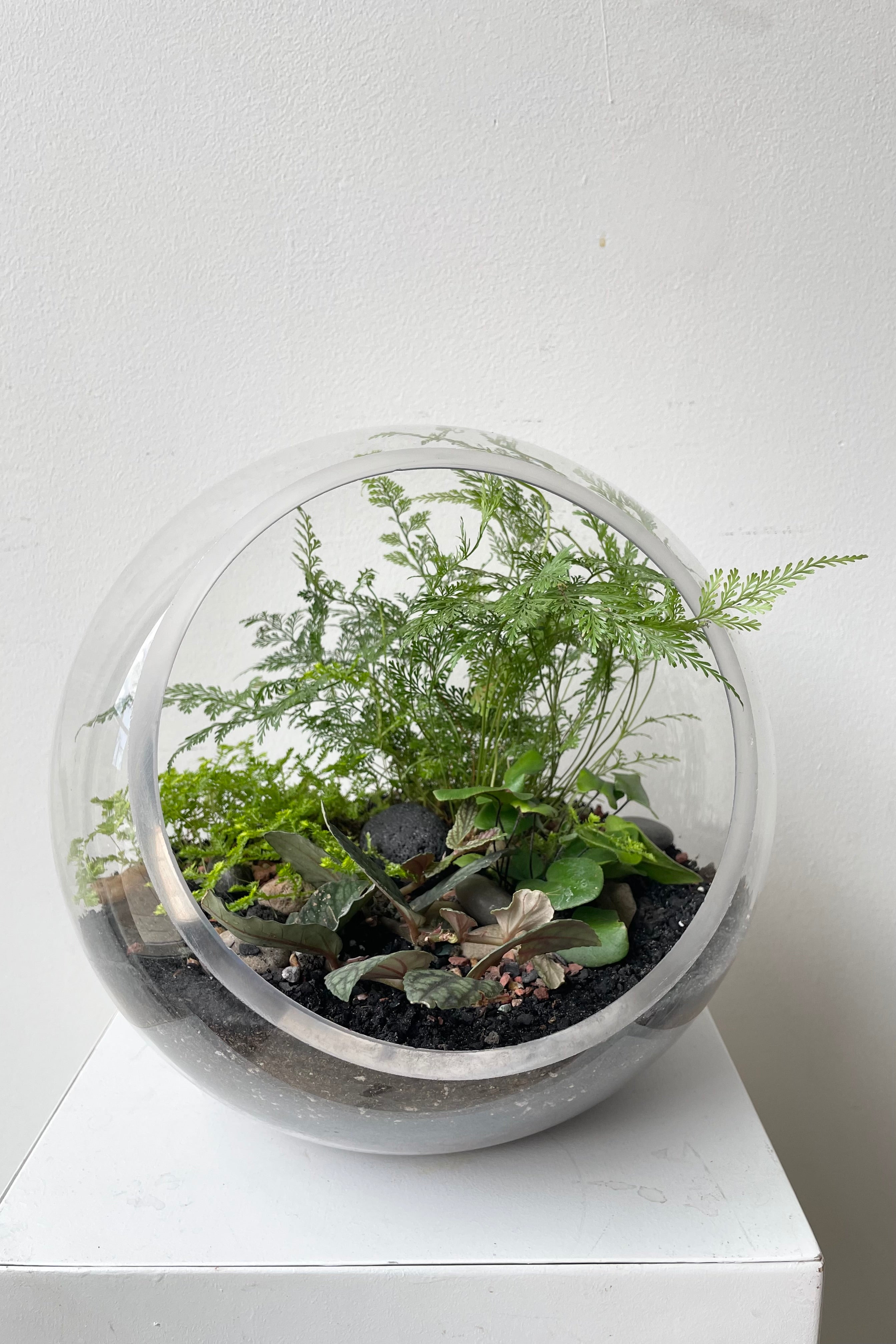 Sprout-home planted hurricane terrarium with a rabbit foot fern rising above. #style_foliage