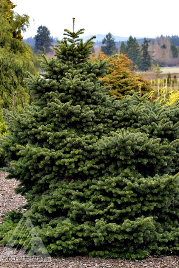 a mature Abies 'Starkers Dwarf' in the landscape ©Iseli Nursery