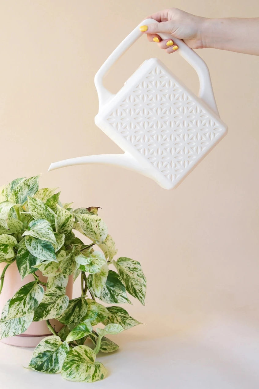The Breeze Block watering can in Ivory above a variegated Pothos by Jungle Club