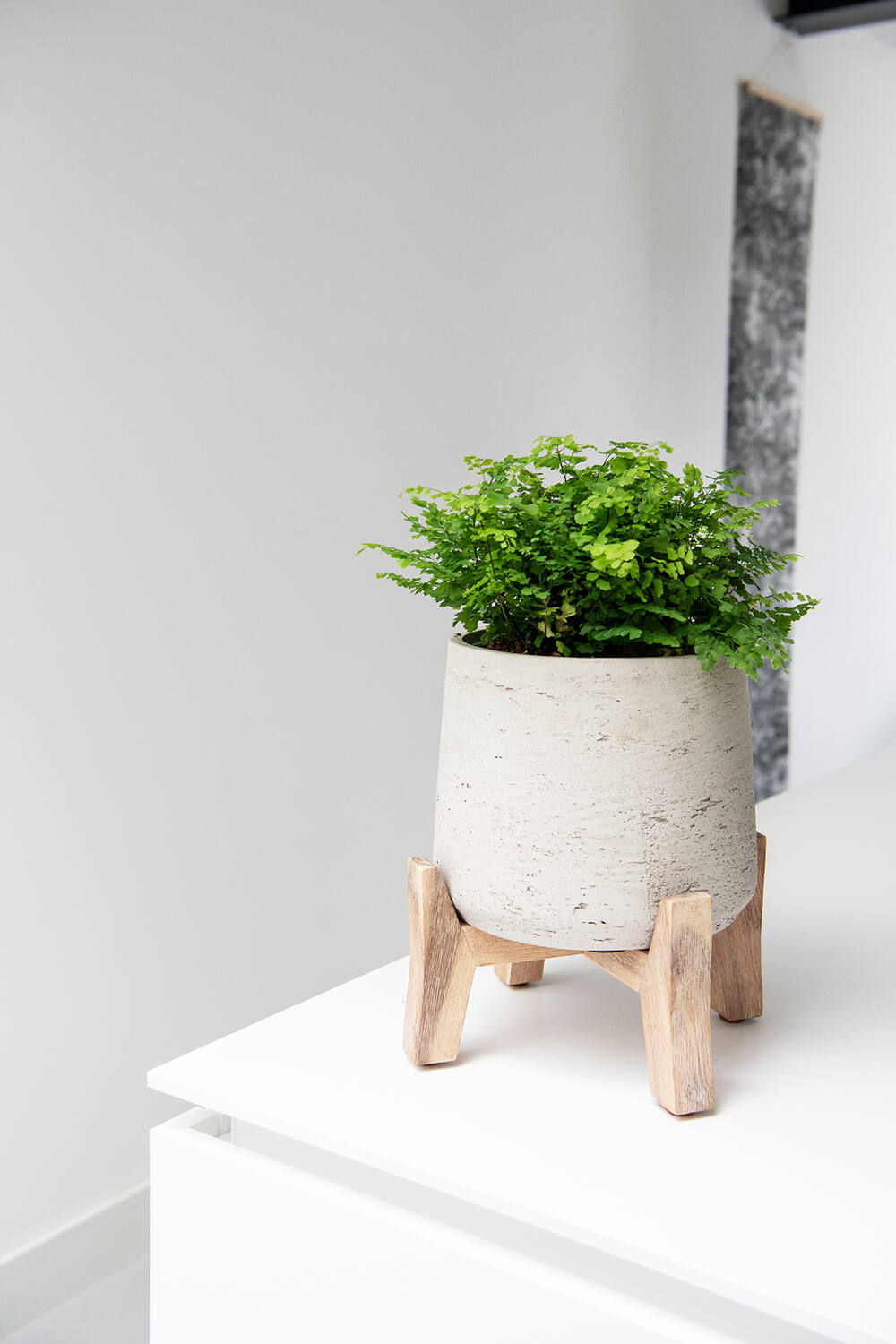 Patt pot w/ Low feet grey washed with a fern inside sitting on a white ledge by Pottery Pots