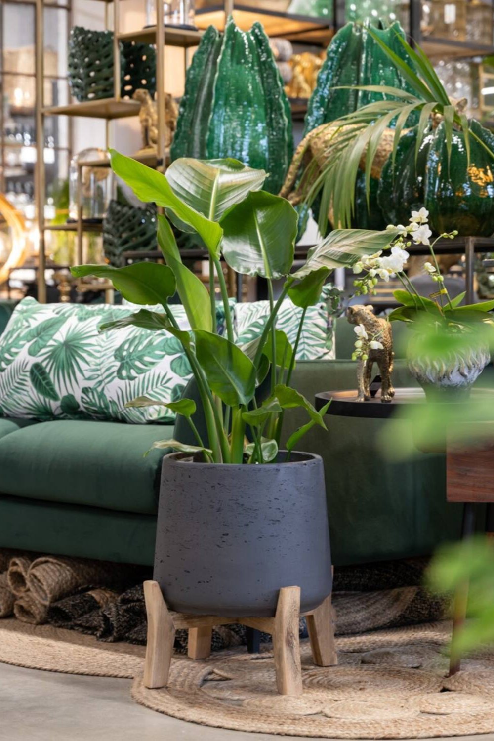 Patt Pot w/ low feet Black Washed potted with a Bir of paradise plant and against a green sofa in a showroom by Pottery Pots