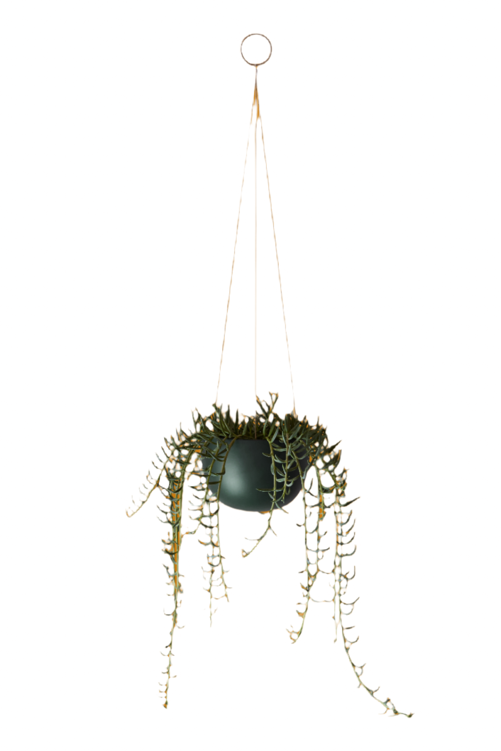 Small green Clifton Planter by Aaron Probyn with a hanging succulent. 