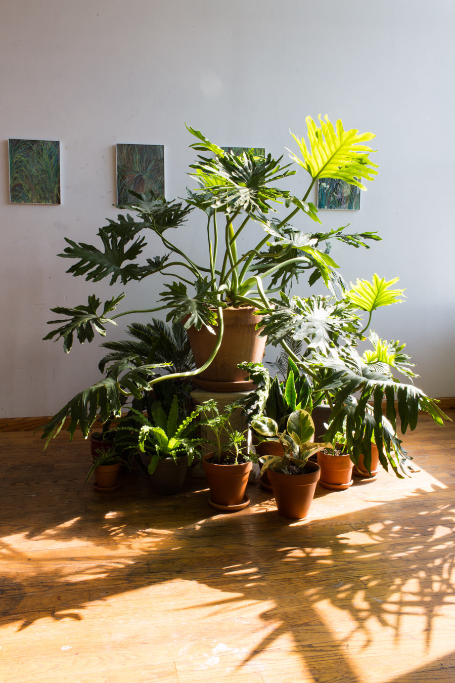 A group of tropical plants in terra-cotta as a natural centerpiece in a gallery by Sprout-home