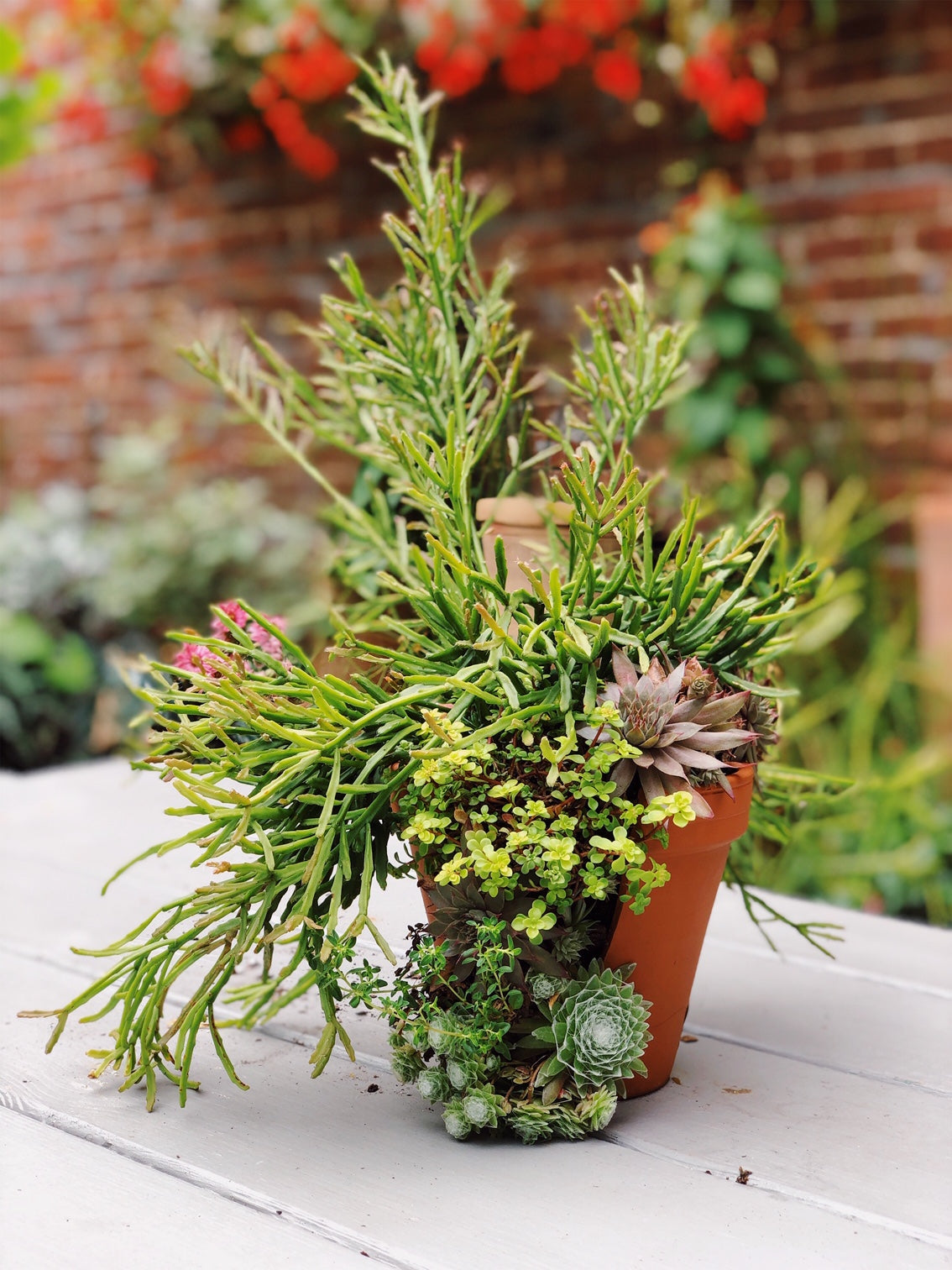 A potted outdoor succulent planter at Sprout-home potted by their designers. 