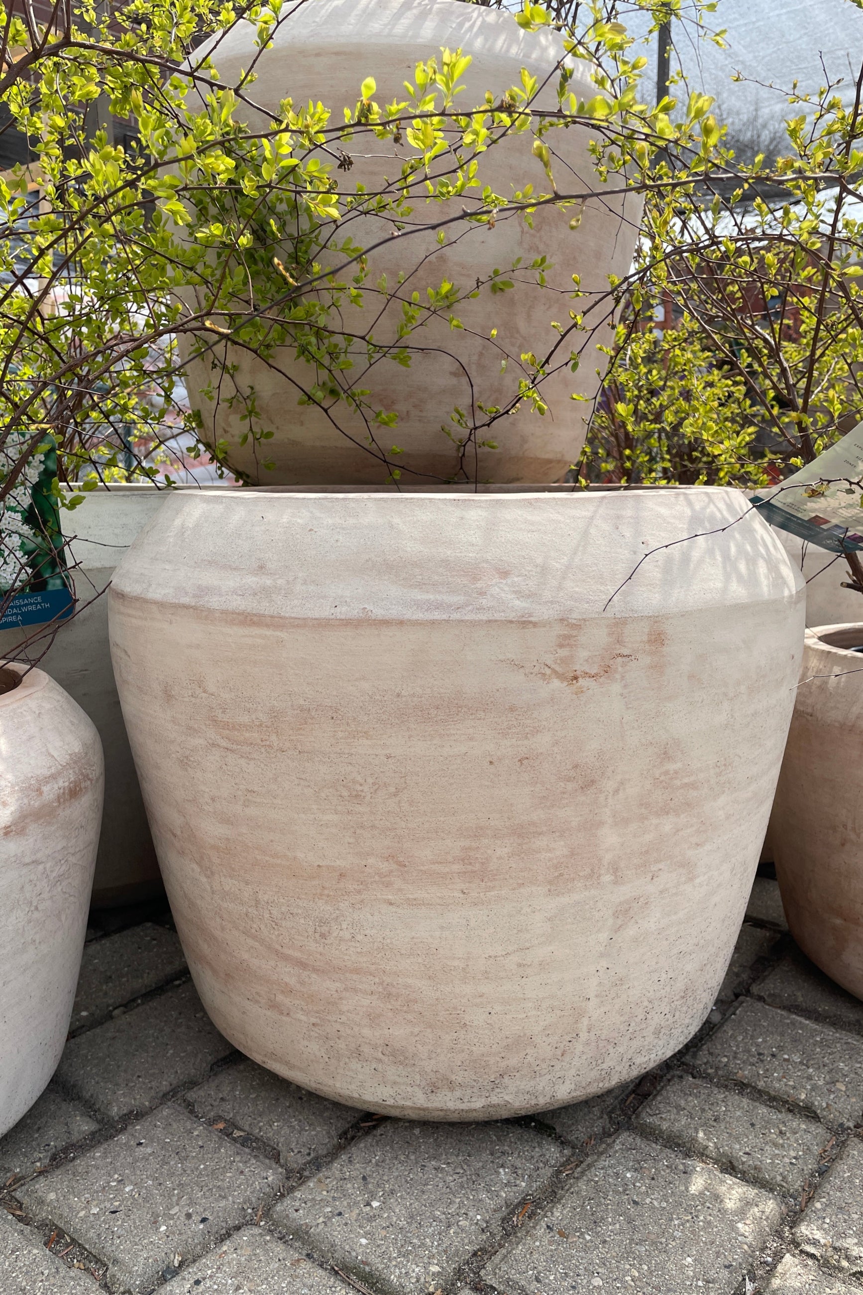 Cape Unglazed planter Large the the Sprout-home yard. 