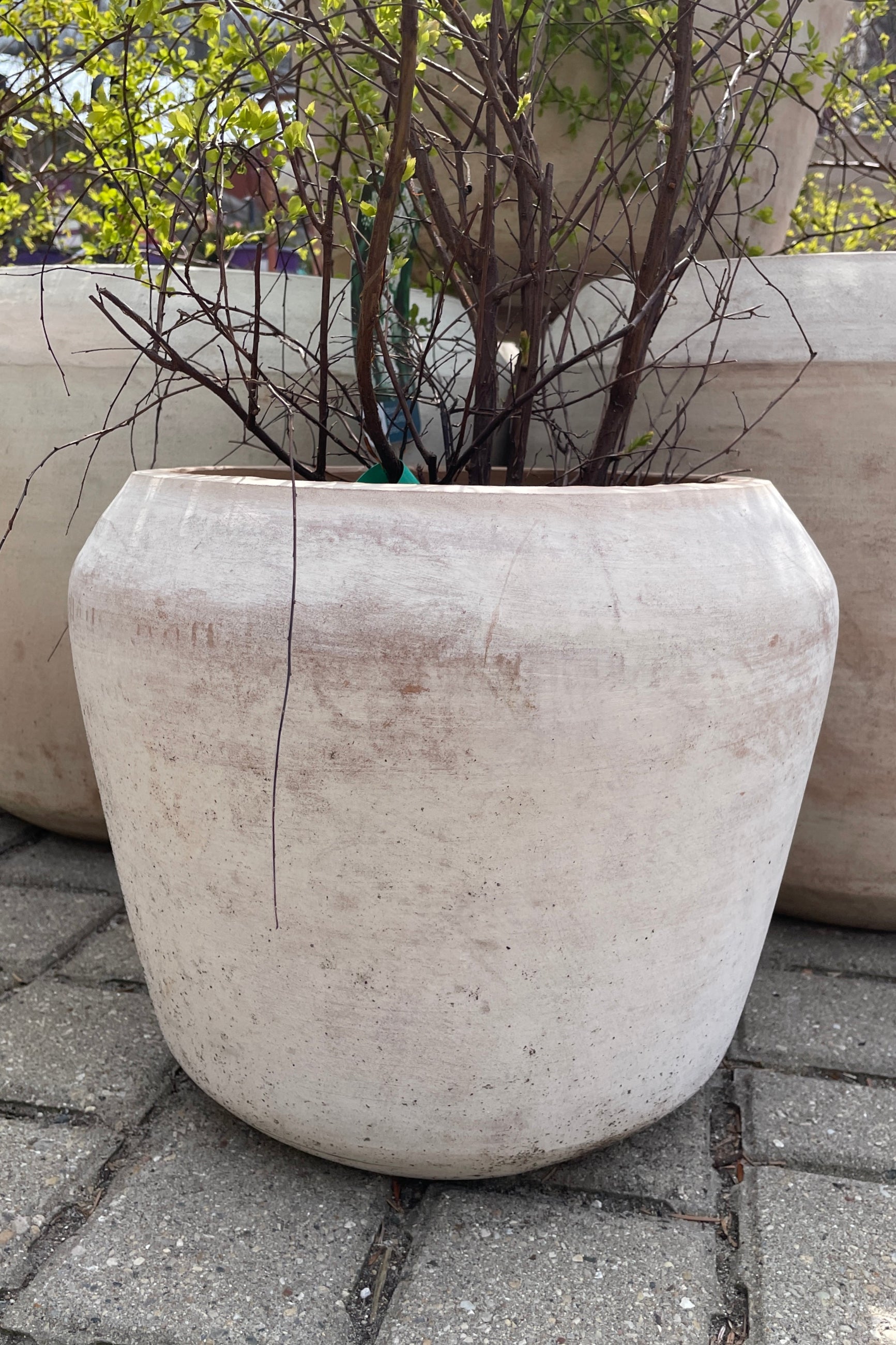 Cape unglazed planter small in the Sprout-home yard. 