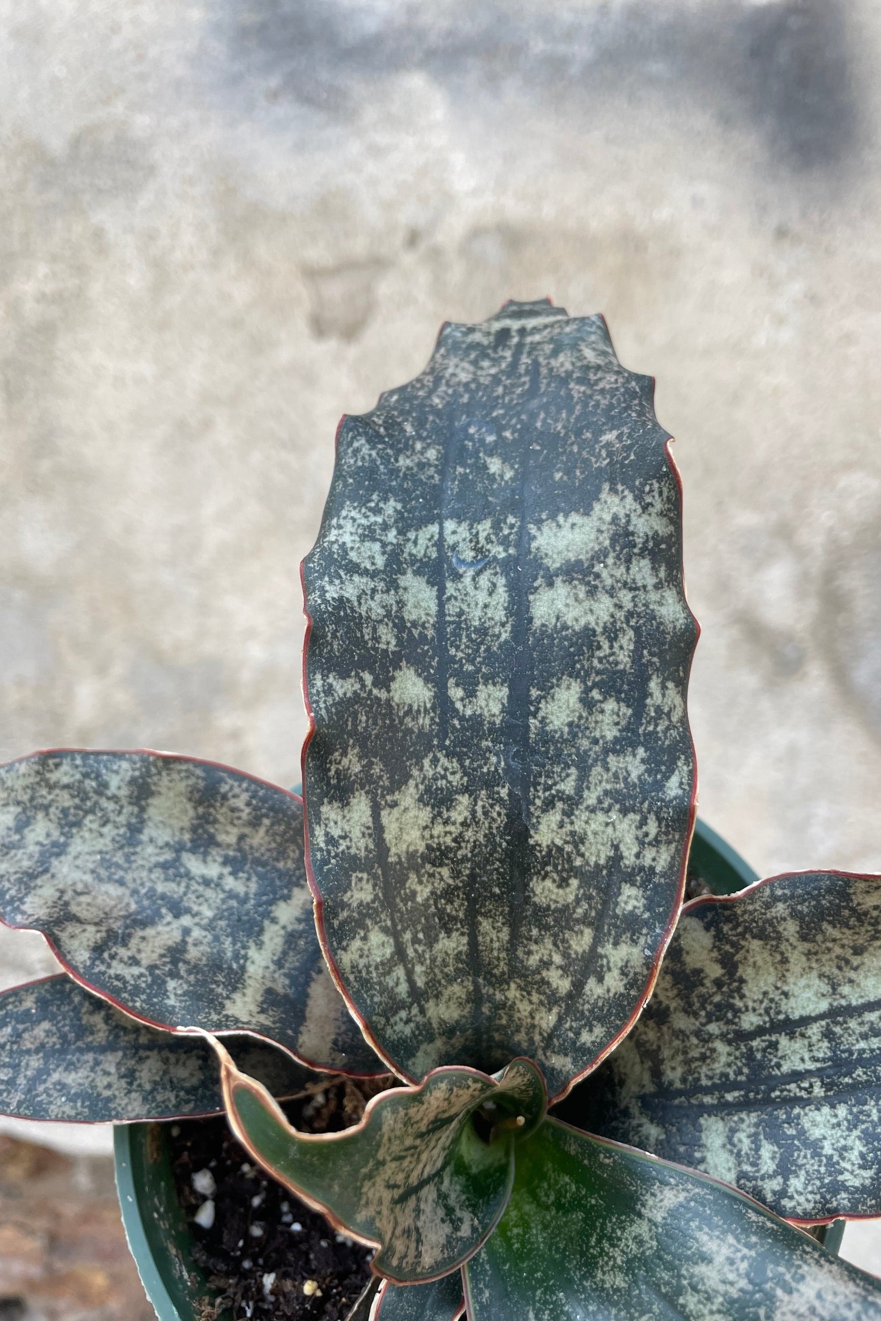 A detail picture looking in to the center of the Sansevieria 'Coppering' wooing is remarkable striated colorations on the leaves. 