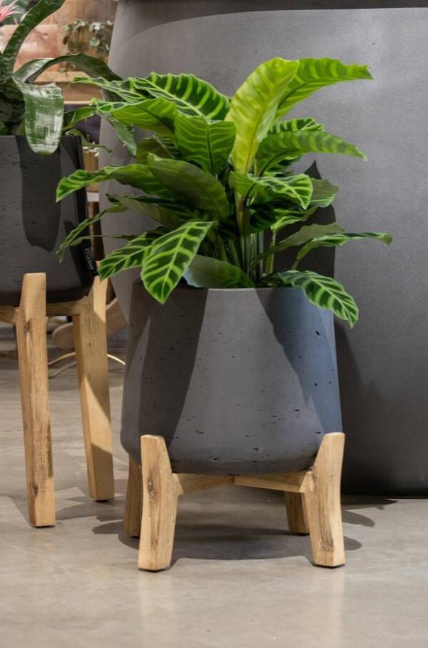 Patt Pot w/ low feet Black Washed with a Calathea plant inside