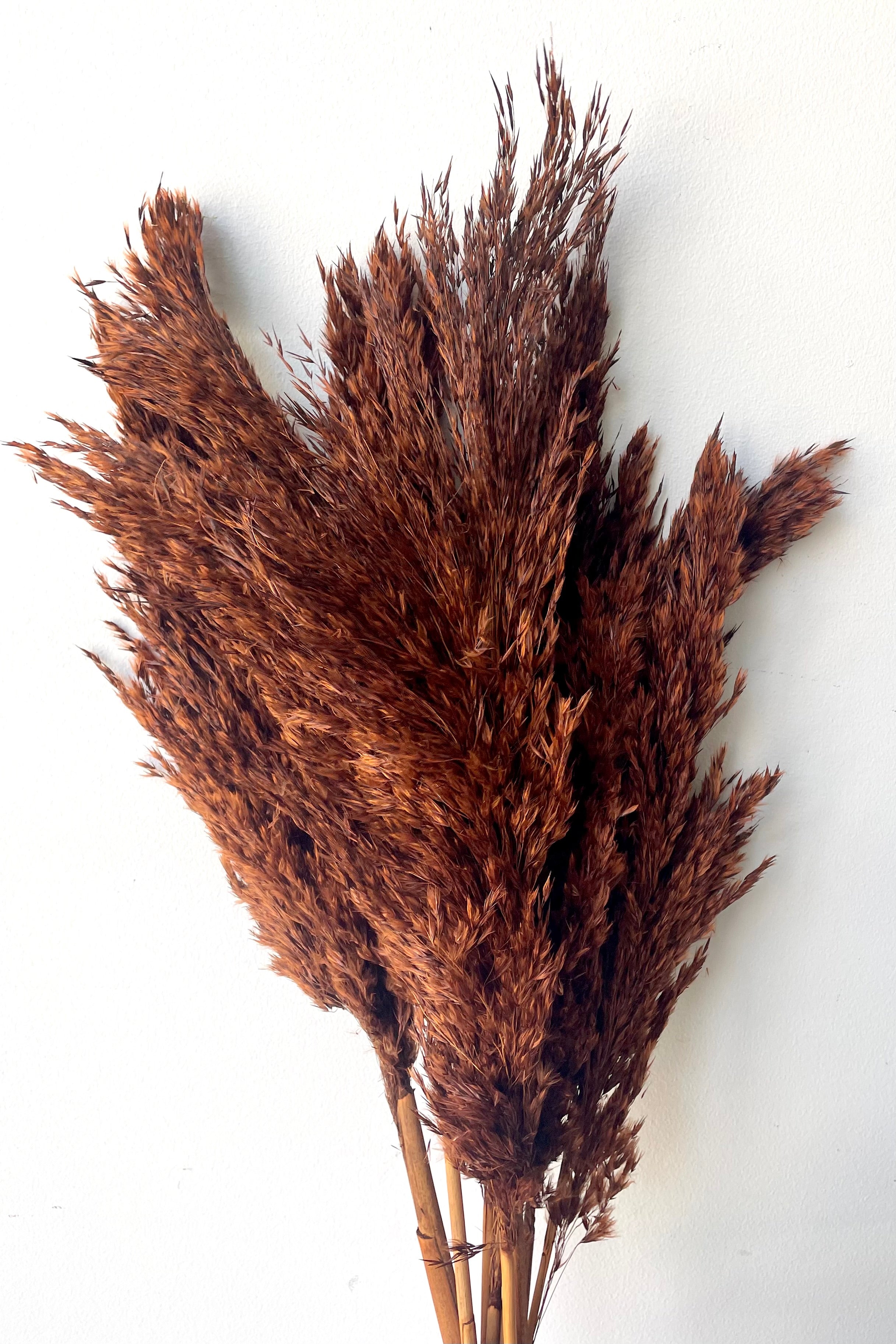 A full view of a bunch of Cane Aroundo Mocha Color Preserved floral against a white backdrop