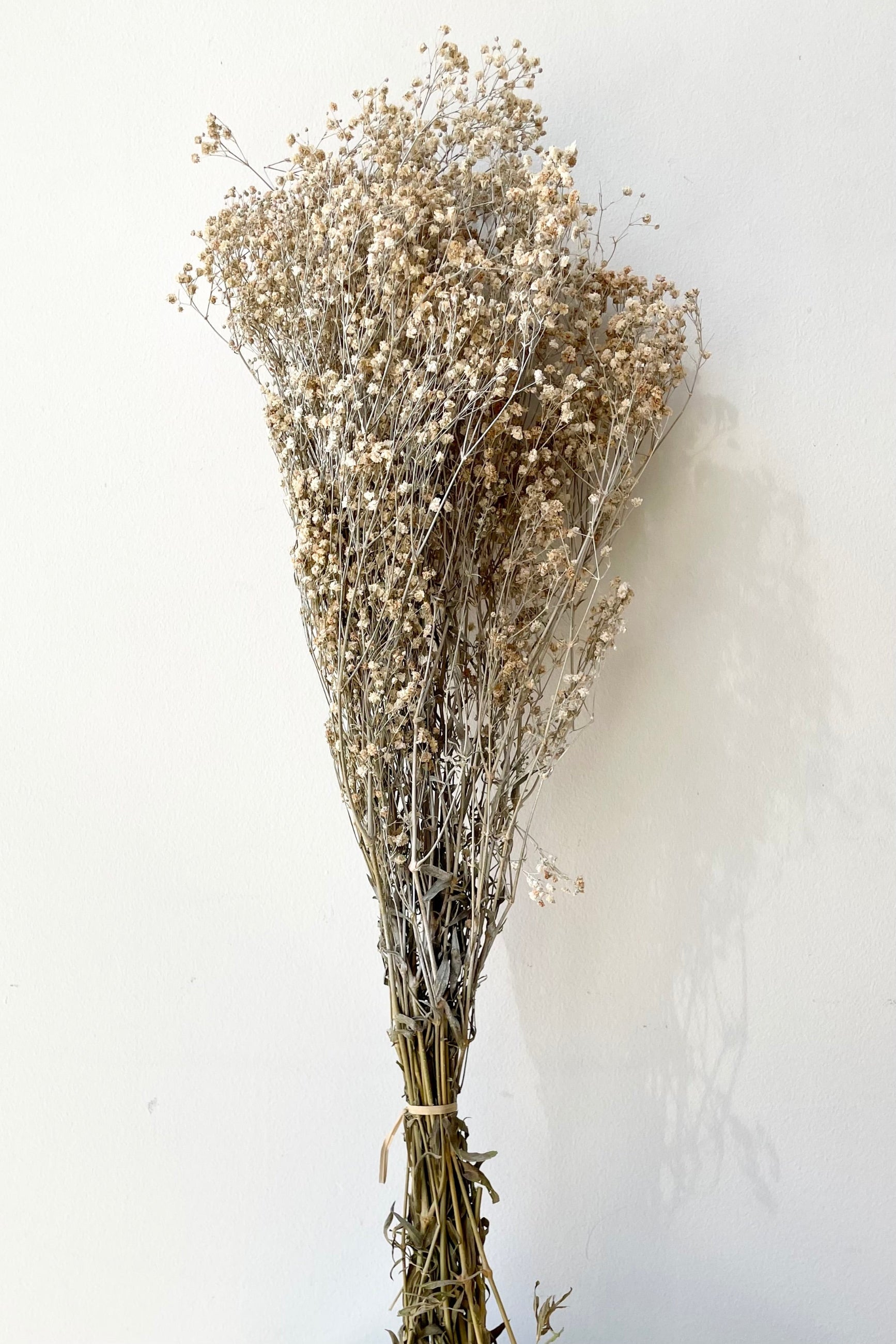 A bunch of Gypsophila Paniculata preserved in a dusty natural color against a white wall. 