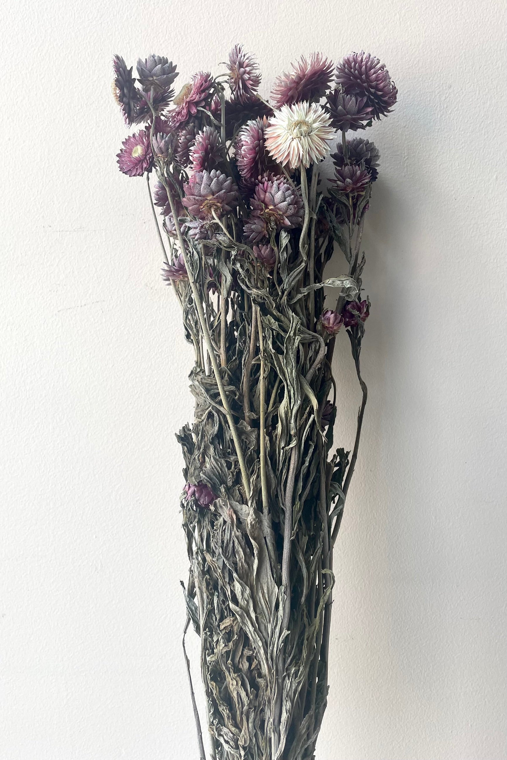 A frontal view of a bunch of Helichrysum Dusty Fuchsia Color Preserved floral against a white backdrop