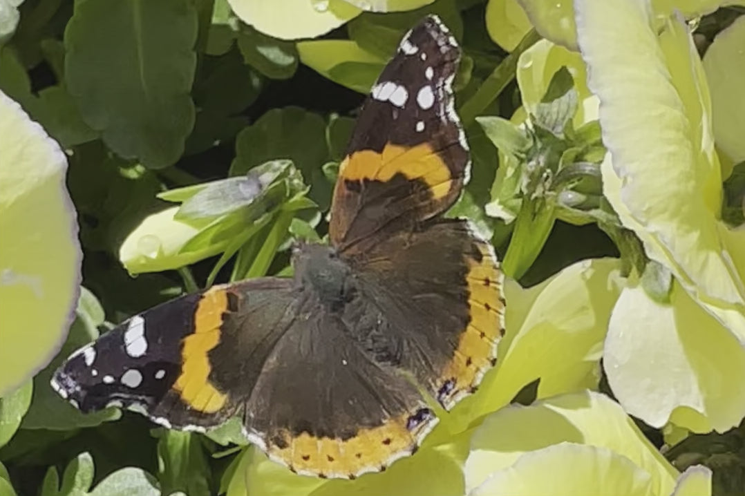 Spring is Here!! An orange and brown butterfly happy to see the Viola 'Etain' the beginning of Spring at Sprout-home.  ©Sprout Home