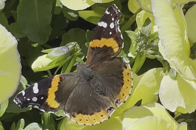 Spring is Here!! An orange and brown butterfly happy to see the Viola 'Etain' the beginning of Spring at Sprout-home.  ©Sprout Home