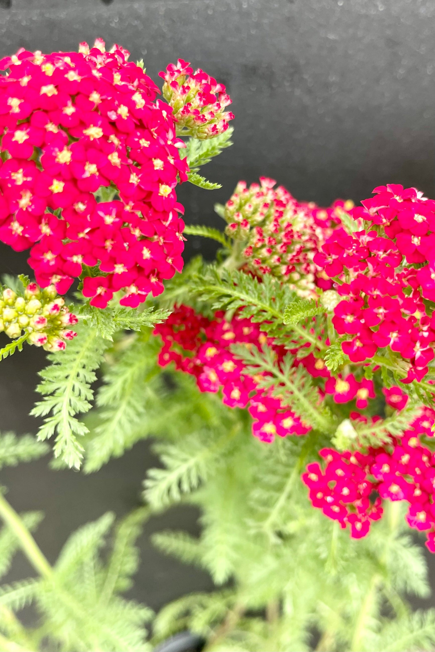 detail picture of the bright red blooms with yellow centers of the Achillea 'Paprika' the beginning of June at Sprout-home. ©Sprout Home