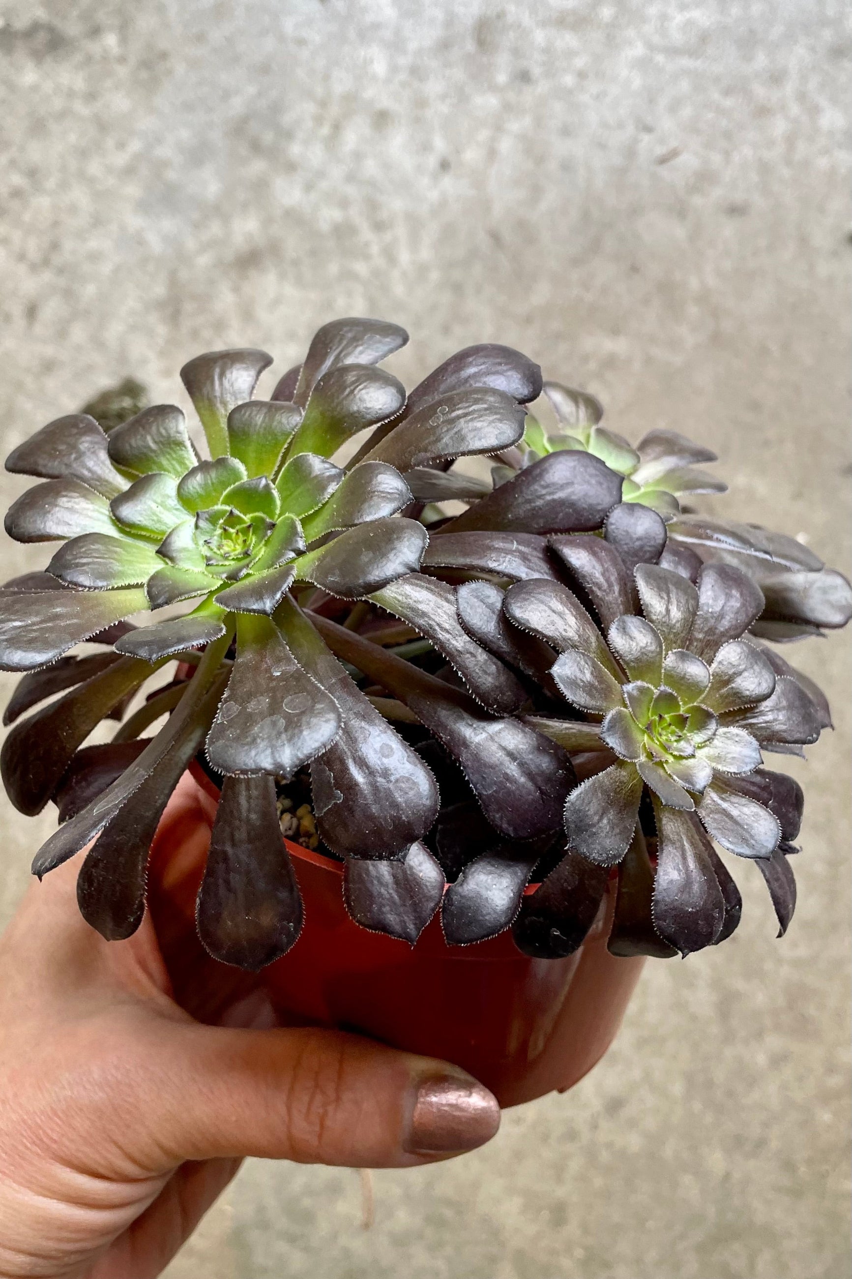 Aeonium arboretum 'Zwartkop' in a 4" growers pot and Sprout-home being held against a concrete wall. 