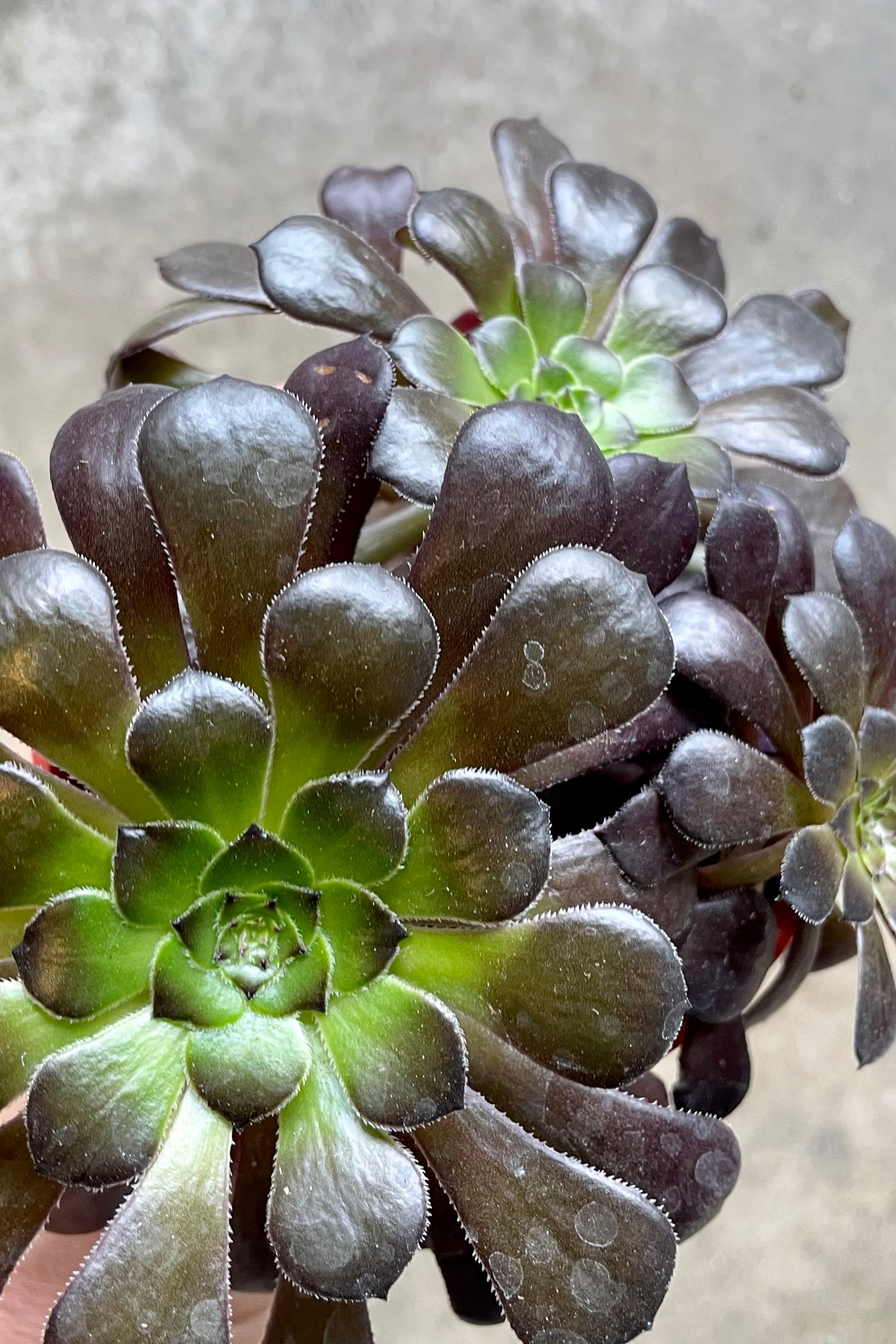 A detail picture of the dark burgundy black and green rosettes of Aeonium 'Zwartkp' at Sprout-home. 