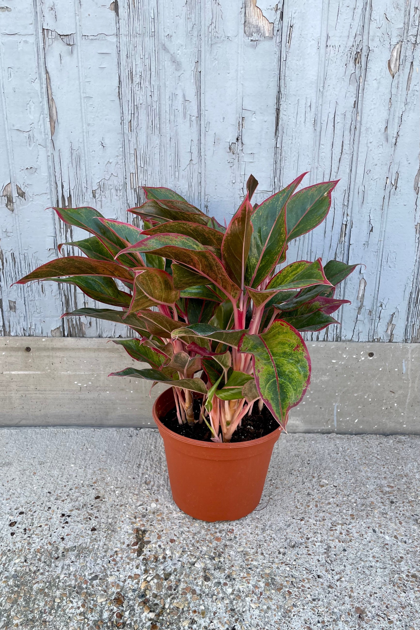 An Aglaonema 'Creta' în a 8" growers pot at Sprout-home. 