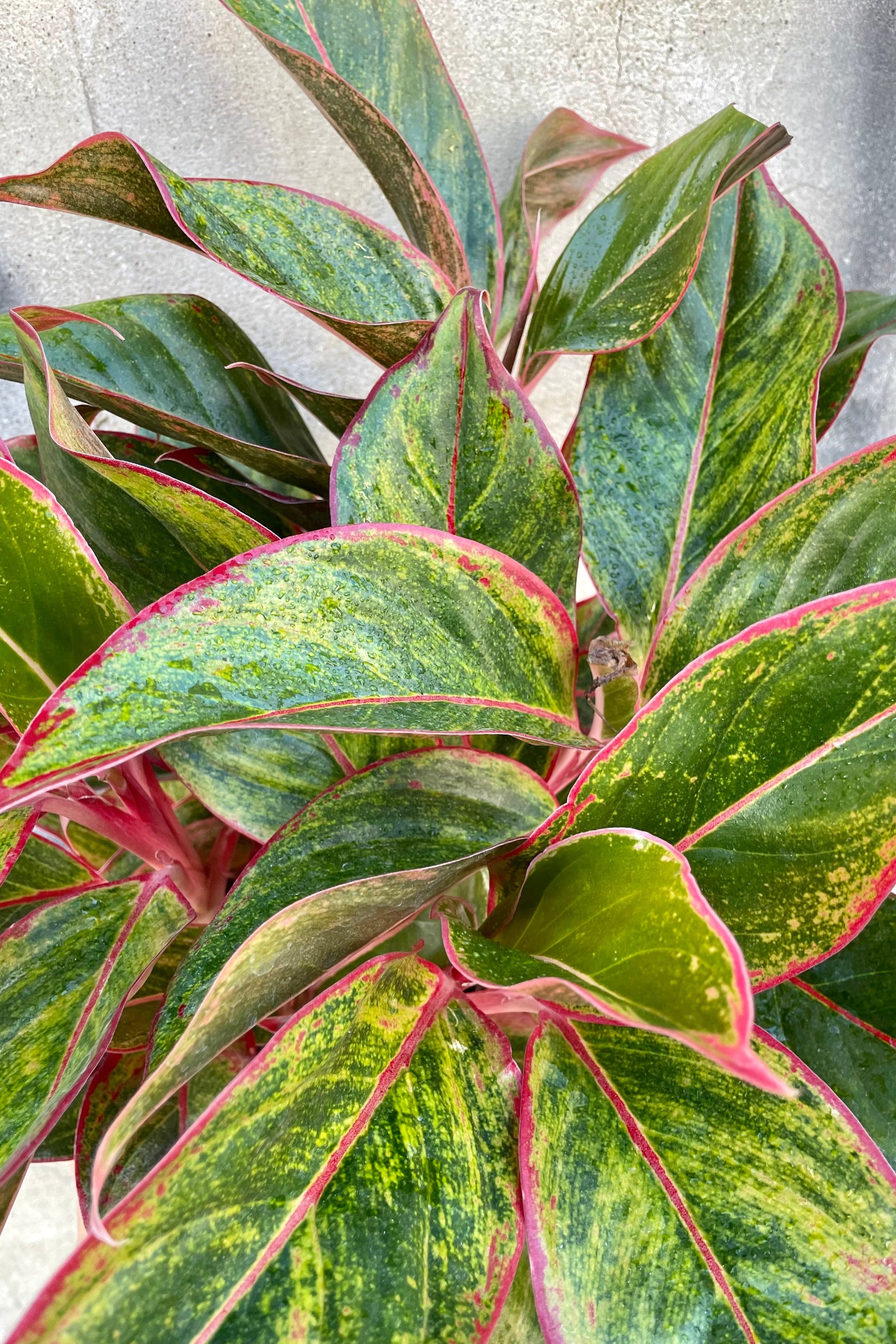 Detail picture of the bright variegated leaves of green, yellow and pink on the Aglaonema 'Creta' at Sprout-home 
