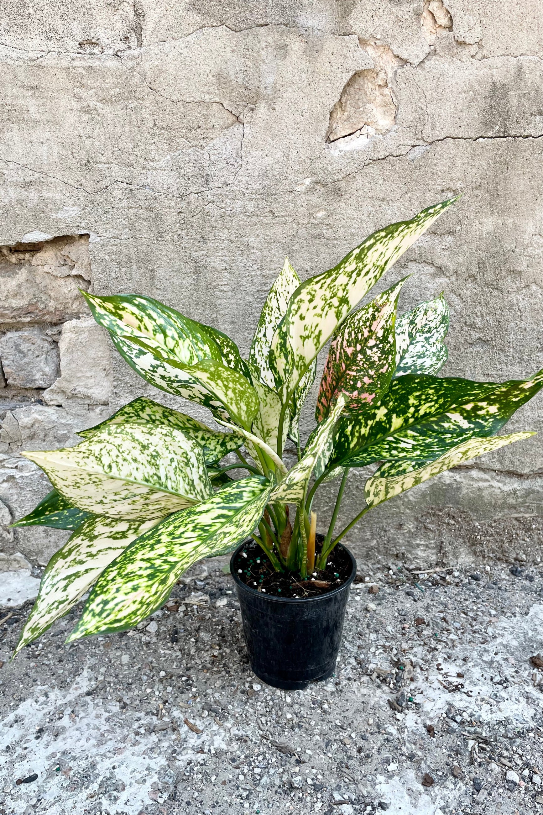 Aglaonema 'Etta Rosé' in a 5" growers pot showing off its green, white and pink variegated leaves in front of a concrete wall at Sprout-home. 