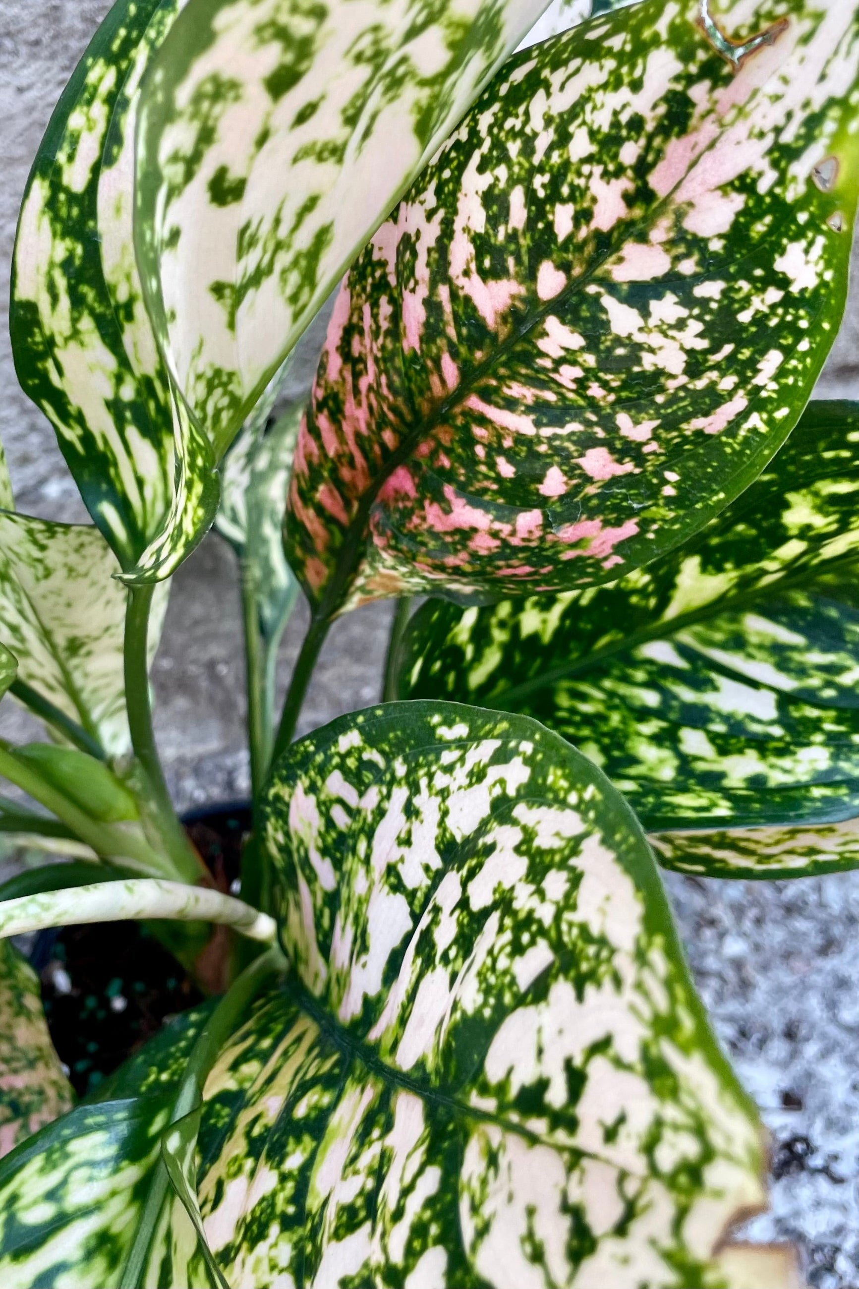 The variegated green with white and pink leaves of the Aglaonema 'Etta Rose' in full focus at Sprout-home. 