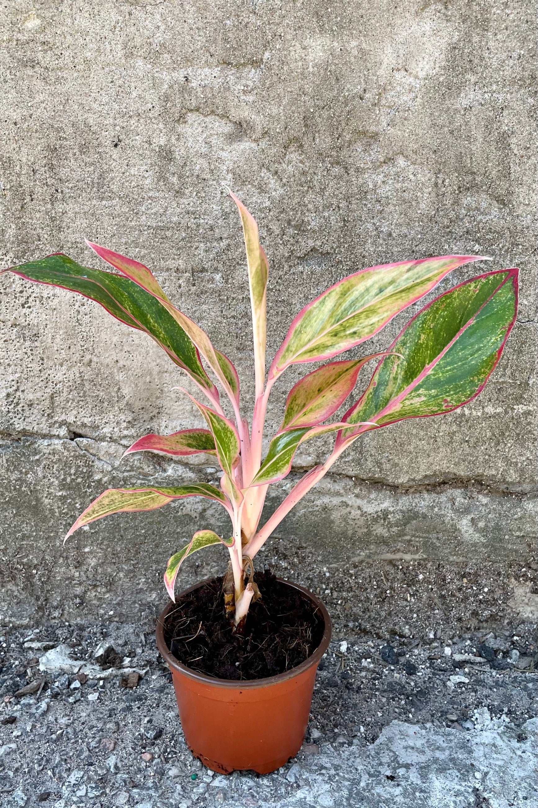 4" growers pot of Aglaonema 'Siam Orange' showing the colorful leaves against a concrete wall at Sprout-home.l